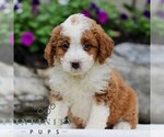 Small #2 Bernedoodle (Miniature)