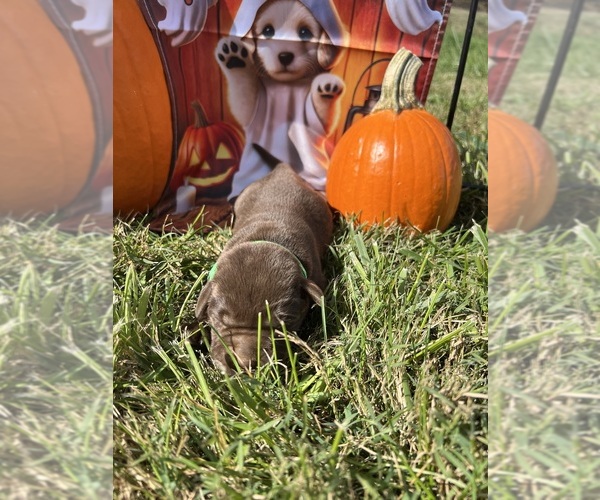 Medium Photo #6 Labrador Retriever Puppy For Sale in NEOLA, WV, USA