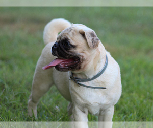 Pug Puppy for Sale in LIBERTY, Kentucky USA