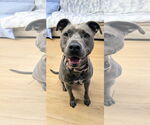 Small #7 American Pit Bull Terrier Mix