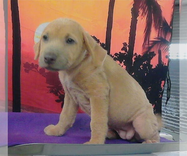 Medium Photo #4 American Pit Bull Terrier-Labrador Retriever Mix Puppy For Sale in Lakewood, CO, USA