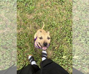 Poppyseed - Female Mutt Dog for Adoption - Photo #3