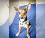Small #2 Chihuahua Mix