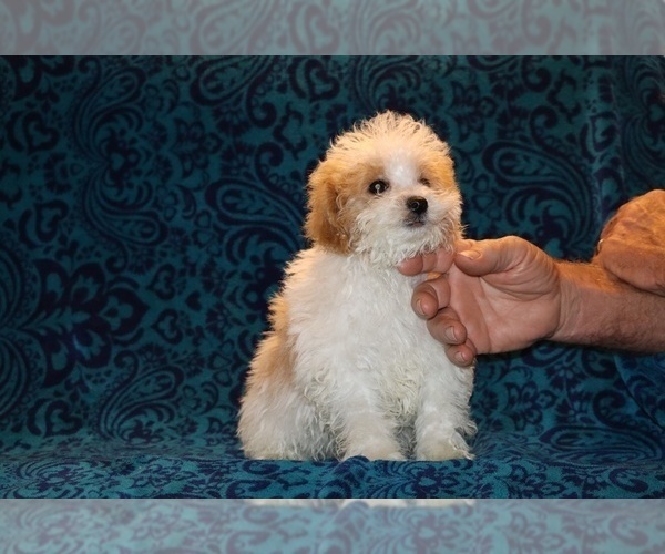 Medium Photo #3 Goldendoodle (Miniature) Puppy For Sale in DYERSBURG, TN, USA