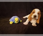 Small Photo #5 Basset Hound Puppy For Sale in CLAREMORE, OK, USA