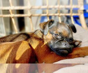 Brussels Griffon Puppy for sale in SCOTTSDALE, AZ, USA