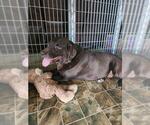 Small Labrador Retriever Mix
