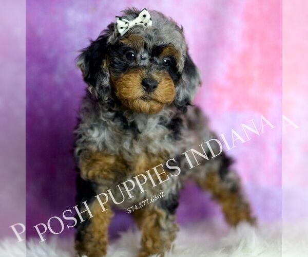 Medium Photo #4 Poodle (Miniature) Puppy For Sale in WARSAW, IN, USA