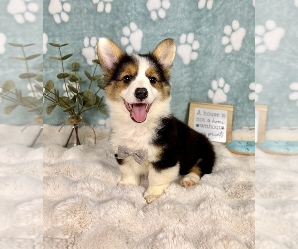 Medium Photo #6 Pembroke Welsh Corgi Puppy For Sale in NOBLESVILLE, IN, USA