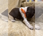 Small Photo #13 English Springer Spaniel Puppy For Sale in JEANNETTE, PA, USA