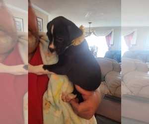 Boxer Puppy for sale in HAWKINSVILLE, GA, USA