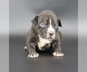 American Bully Puppy for sale in CHAMPAIGN, IL, USA