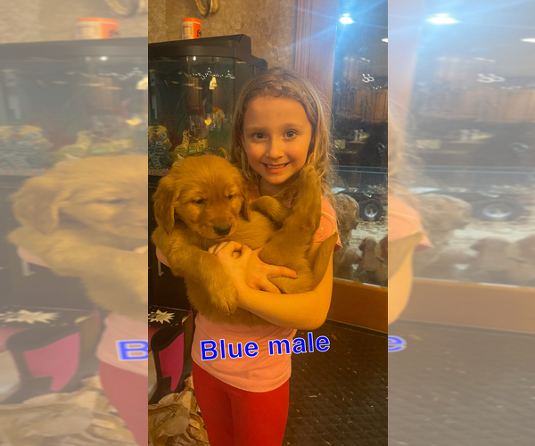 Medium Photo #1 Golden Retriever Puppy For Sale in WEATHERFORD, OK, USA