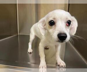Chihuahua Dogs for adoption in Orange, CA, USA