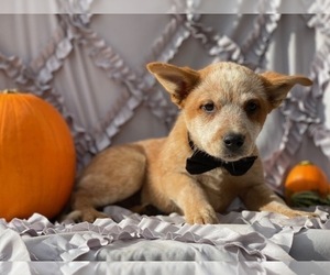 Australian Cattle Dog Puppy for sale in LANCASTER, PA, USA