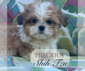 Shih Tzu Puppy for sale in ELMHURST, IL, USA