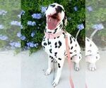 Small Photo #16 Dalmatian Puppy For Sale in KATY, TX, USA