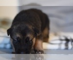 Small Photo #6 German Shepherd Dog-Siberian Husky Mix Puppy For Sale in LOS GATOS, CA, USA