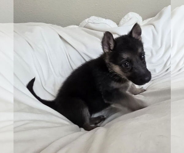 Medium Photo #9 German Shepherd Dog-Unknown Mix Puppy For Sale in McKinney, TX, USA
