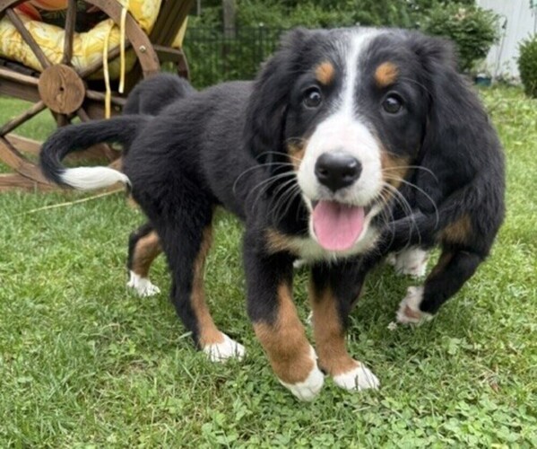 Medium Photo #11 Bernese Mountain Dog Puppy For Sale in SPRINGFIELD, OH, USA