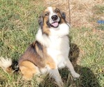 Small Photo #1 English Shepherd Puppy For Sale in ROUNDHILL, KY, USA
