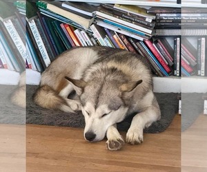 Siberian Husky-Unknown Mix Dogs for adoption in Germantown, OH, USA