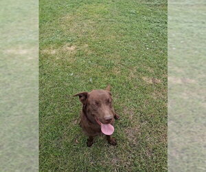 Sage - Female Labrador Retriever Dog for Adoption - Photo #2