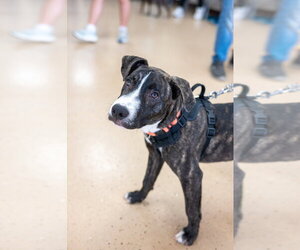 Porter Wagoner - Male Mutt Dog for Adoption - Photo #8