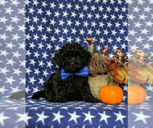 Cavapoo Puppy for sale in PEACH BOTTOM, PA, USA