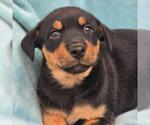 Small Photo #3 Mutt Puppy For Sale in San Diego, CA, USA