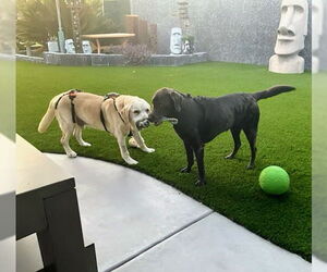 Franklin - Male Labrador Retriever Dog for Adoption - Photo #5