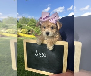 Yo-Chon Puppy for sale in WEST UNION, OH, USA