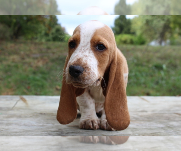 View Ad: Basset Hound Puppy for Sale near Kentucky, MUNFORDVILLE, USA ...