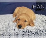 Puppy Han Goldendoodle