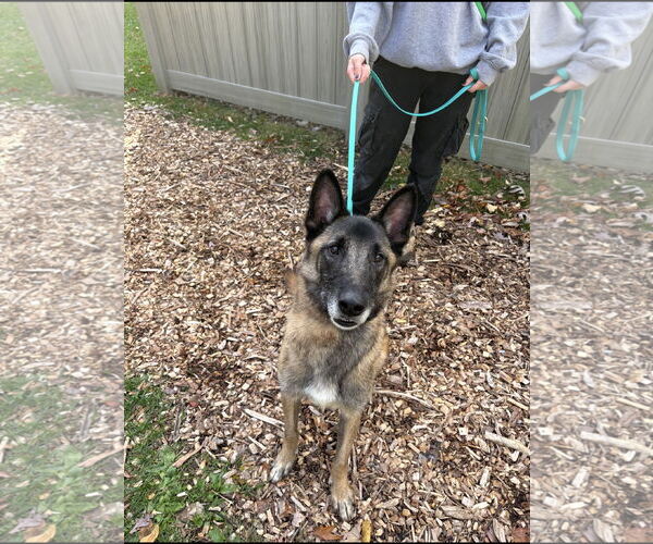 Medium Photo #11 Mutt Puppy For Sale in Stevens Point, WI, USA