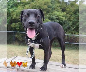 Labrador Retriever Dogs for adoption in Center Township, PA, USA