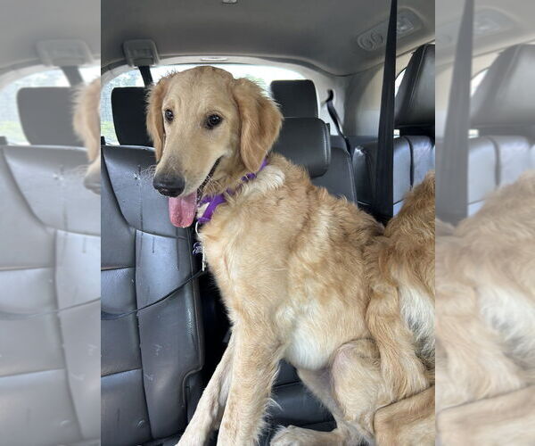 Medium Photo #4 Goldendoodle Puppy For Sale in Oak Bluffs, MA, USA
