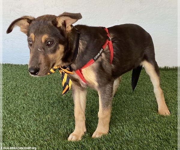 Medium Photo #2 German Shepherd Dog-Unknown Mix Puppy For Sale in San Diego, CA, USA