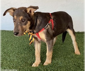 Laverne - Female German Shepherd Dog-Unknown Mix Dog for Adoption - Photo #2