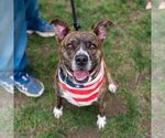 Small #15 American Staffordshire Terrier-Boxer Mix