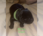 Small Photo #3 Labrador Retriever Puppy For Sale in JUNCTION CITY, OR, USA