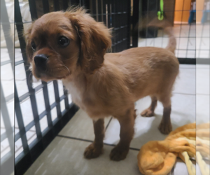 Cavalier King Charles Spaniel Puppy for sale in SAINT CLOUD, FL, USA