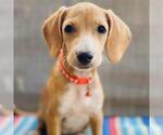 Small Colonial Cocker Spaniel Mix