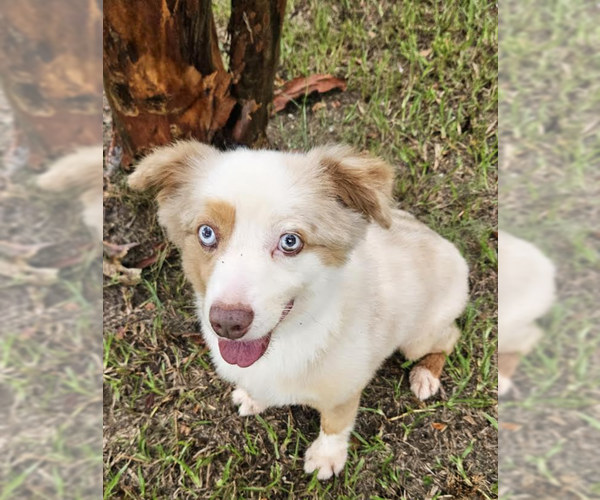 Medium Photo #2 Australian Shepherd-Unknown Mix Puppy For Sale in Cranston, RI, USA
