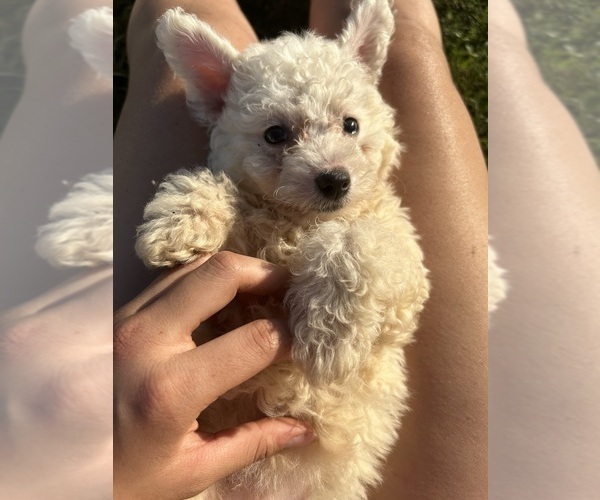 Medium Photo #1 Bichon Frise Puppy For Sale in FAYETTEVILLE, NC, USA