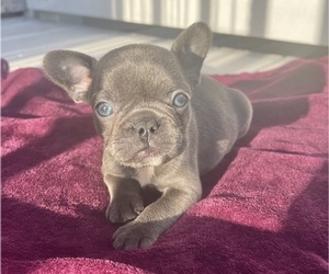 French Bulldog Puppy for sale in ATLANTA, GA, USA
