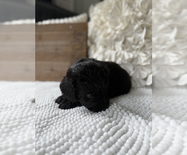 Medium Photo #7 Bernedoodle Puppy For Sale in BELMONT, NC, USA