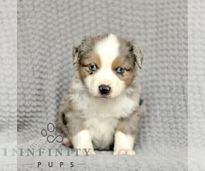 Miniature American Shepherd-Miniature Australian Shepherd Mix Puppy for sale in PARKESBURG, PA, USA