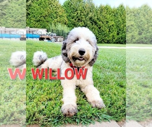 Old English Sheepdog-Poodle (Miniature) Mix Puppy for sale in MIDDLEBURY, IN, USA