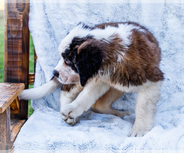 Medium Photo #3 Saint Bernard Puppy For Sale in WAKARUSA, IN, USA